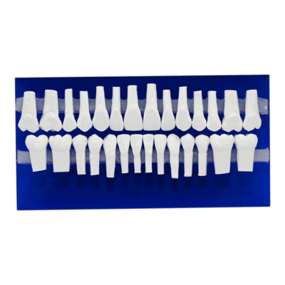 مدل-دندان-آموزشی-Ortho-Organaizers